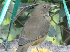 Turdus grayi
