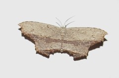 Schidax squamaria