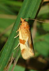 Aphelia stigmatana