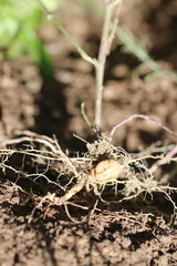 Solanum cardiophyllum