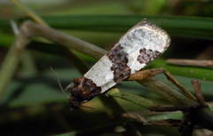 Periclepsis cinctana