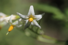 Solanum cardiophyllum