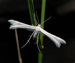Calyciphora homoiodactyla