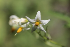 Solanum cardiophyllum