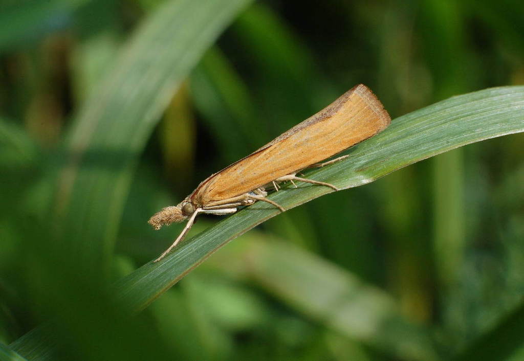 Pediasia luteella