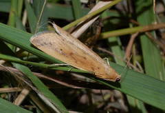 Schoenobius gigantella