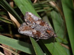 Bryophila orthogramma
