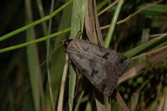 Lygephila ludicra
