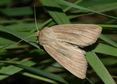 Mythimna deserticola