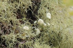 Usnea florida