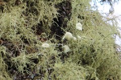 Usnea florida