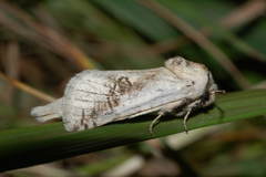 Parahypopta caestrum