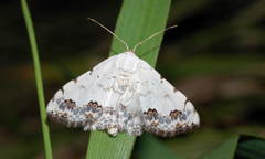 Scopula decorata