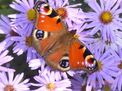 Aglais io