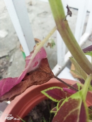 Lepidoptera