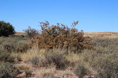 Searsia pyroides pyroides