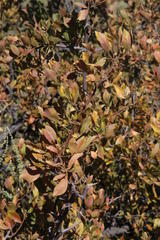 Searsia pyroides pyroides