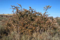 Searsia pyroides pyroides