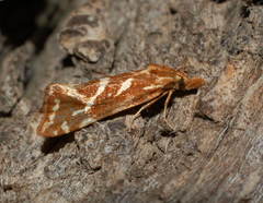 Cochylimorpha pyramidana