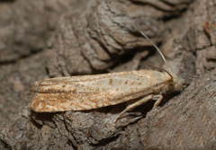 Pelochrista decolorana