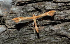 Marasmarcha cinnamomea