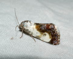 Acontia melanura