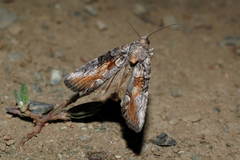 Bryophila orthogramma