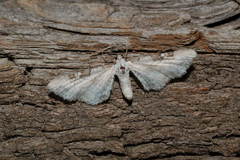 Eupithecia gratiosata