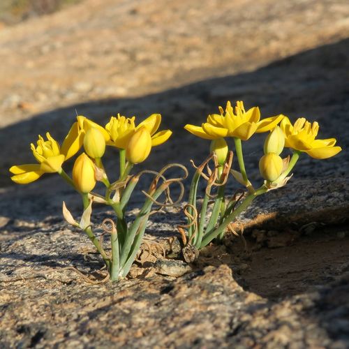 Image of Ornithogalum rupestre by (c) Kevin Murray, some rights reserved (CC BY)