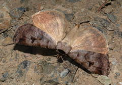 Lygephila ludicra