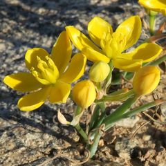 Ornithogalum rupestre