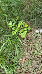 Artemisia vulgaris