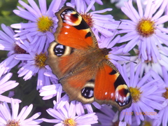 Aglais io