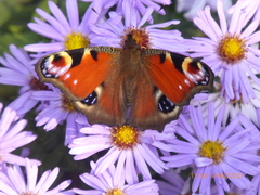 Aglais io