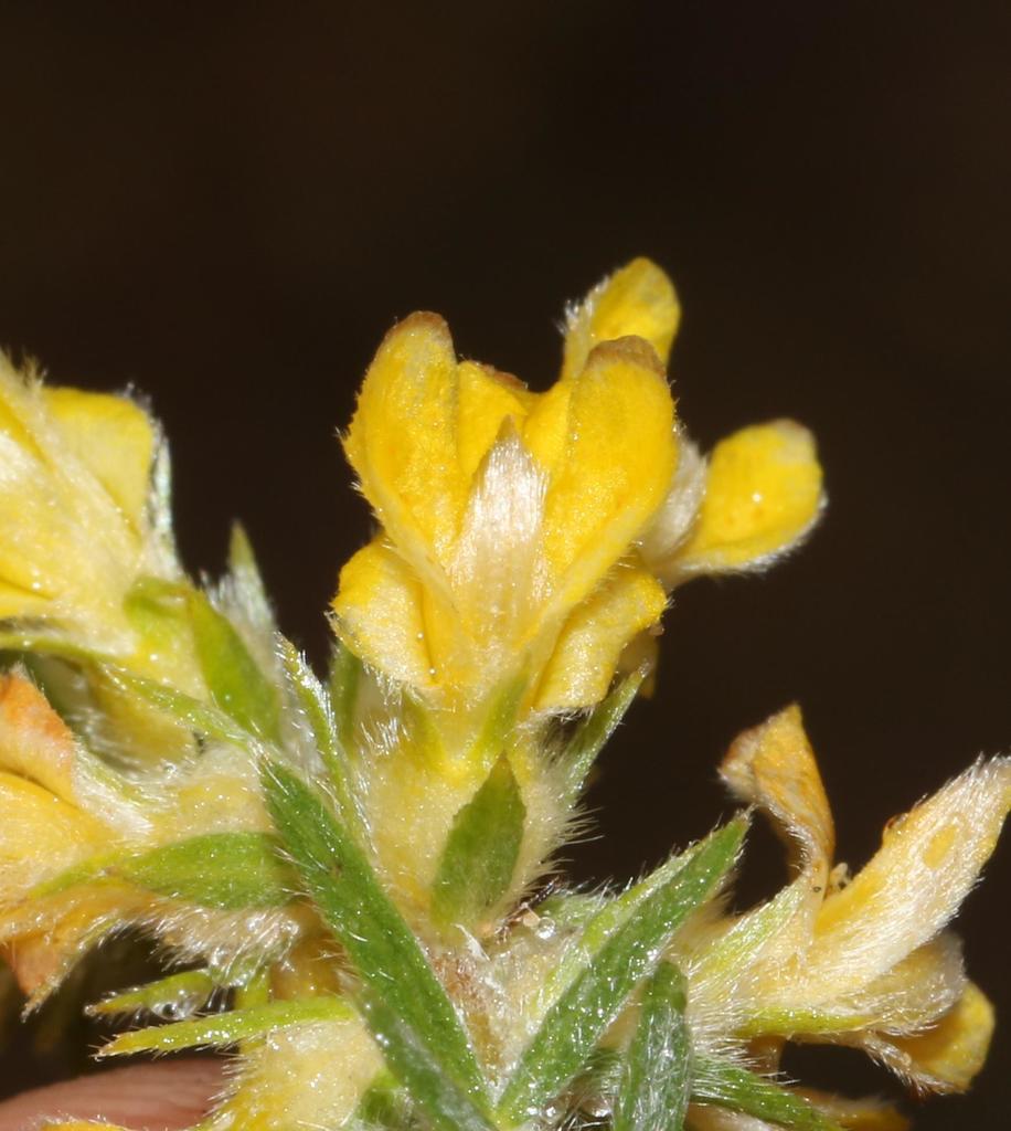 Aspalathus heterophylla