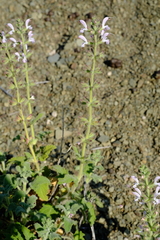 Salvia disermas