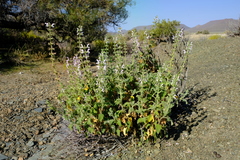 Salvia disermas