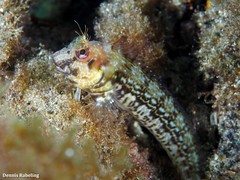 Parablennius goreensis