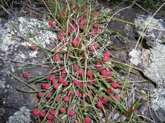Ephedra sinica