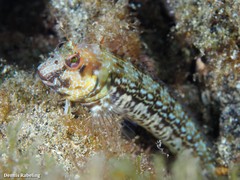 Parablennius goreensis