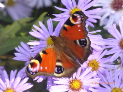 Aglais io