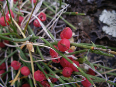 Ephedra sinica