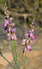 Polygala ephedroides