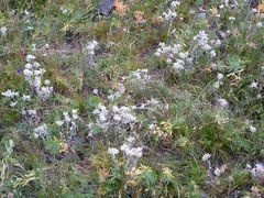Leontopodium ochroleucum