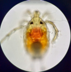 Limnesiidae