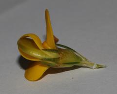 Aspalathus uniflora