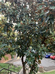 Magnolia grandiflora