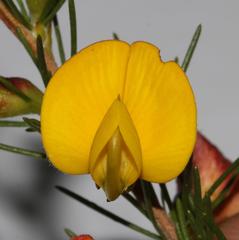 Aspalathus uniflora