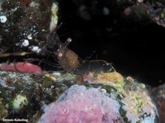 Periclimenes scriptus