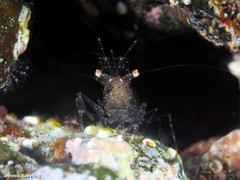 Periclimenes scriptus